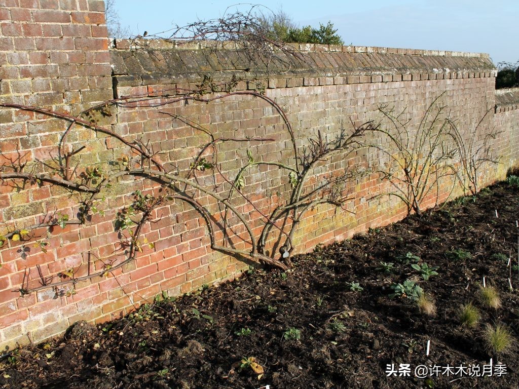 月季的养护方法和管理,月季的养护方法及注意事项