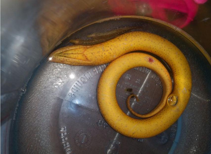 男子田野边挖到一条血红的黄鳝,湖南农民挖出巨型黄鳝