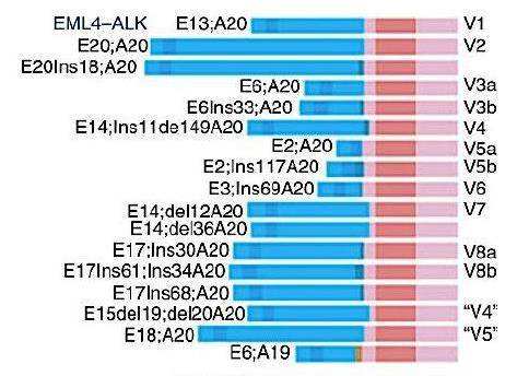 alk阳性晚期肺癌的靶向治疗,alk阳性肺癌靶向药效果
