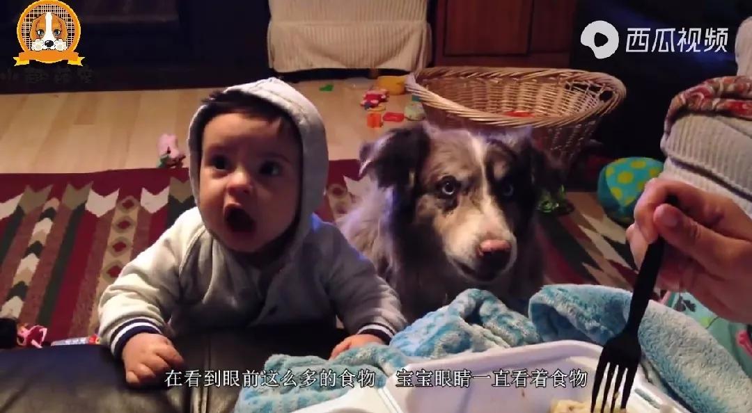 狗狗居然会喊妈妈,狗狗对主人不会叫只会嘤嘤嘤