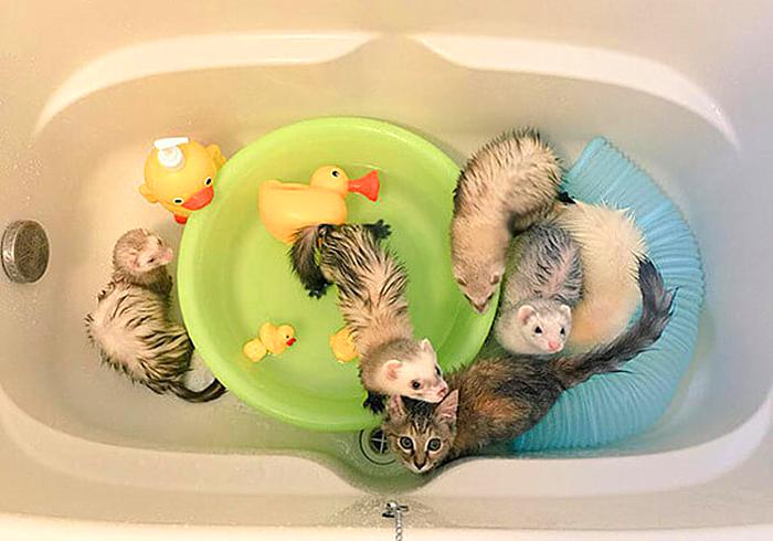 流浪猫与狗相处,流浪猫看到雪貂