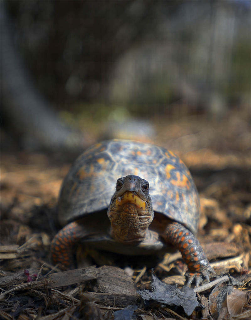 乌龟被吃了壳碎了,乌龟被螃蟹吃成骨架