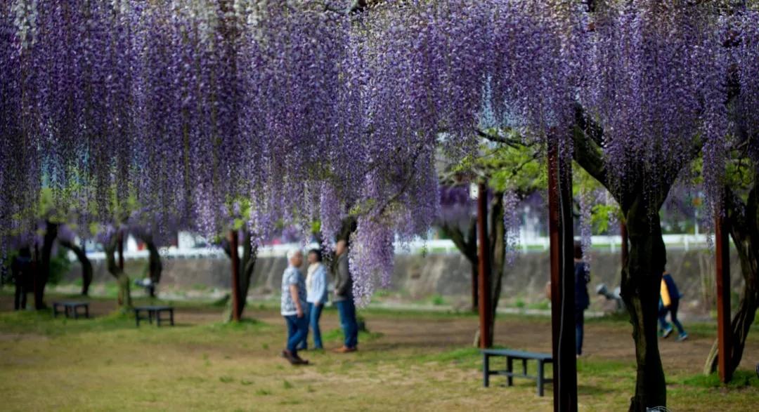 网红古树紫藤花,网红紫藤花