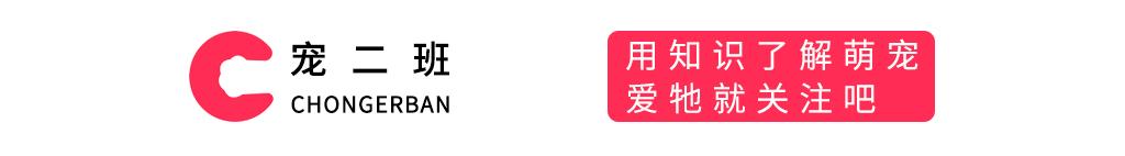 拉布拉多寻回猎犬杂色,拉布拉多猎犬的生活