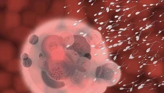 “小蝌蚪”在女性体内会产生什么样的变化，这5种变化有了解过嘛