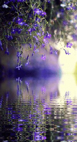 几十张绝美的图,绝美花的倒影100张图片