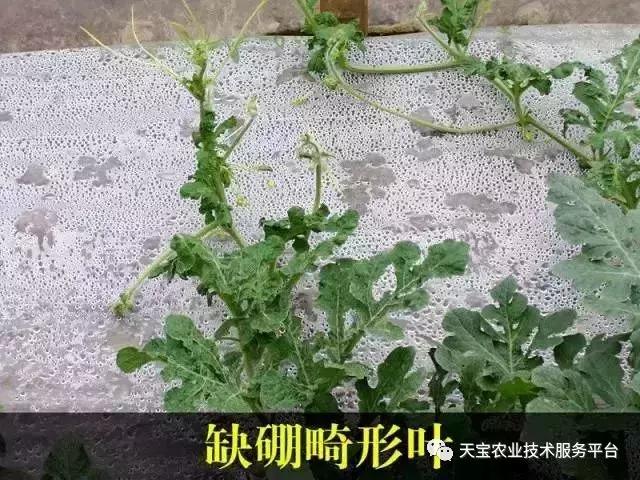 西瓜小叶病西瓜叶片卷曲原因,西瓜龙头皱缩什么原因