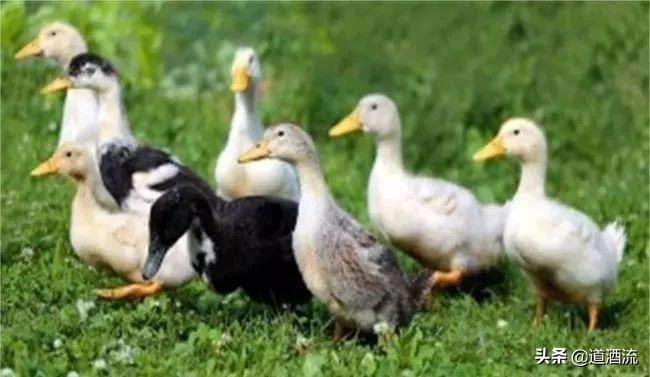 鸭中暑了怎么办,鸭中暑后怎么快速救活