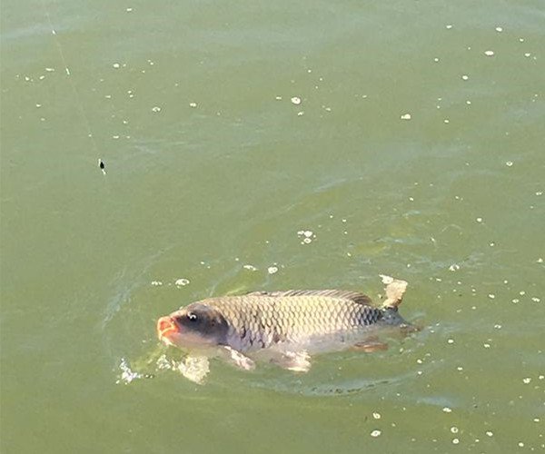 钓鱼渔获总是不如别人怎么回事，总结了六招给大家