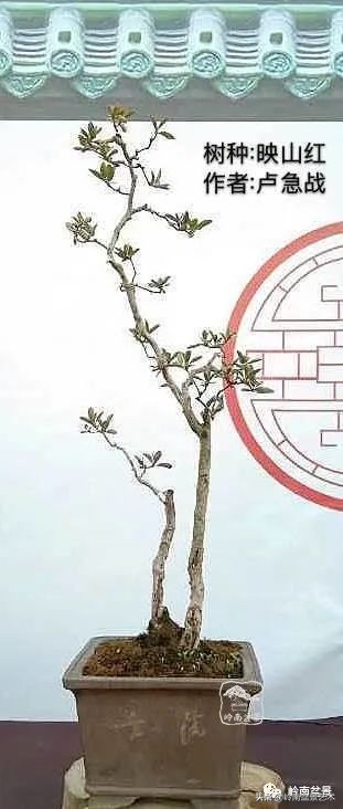 广东的盆景有哪些,适合广东玩的盆景