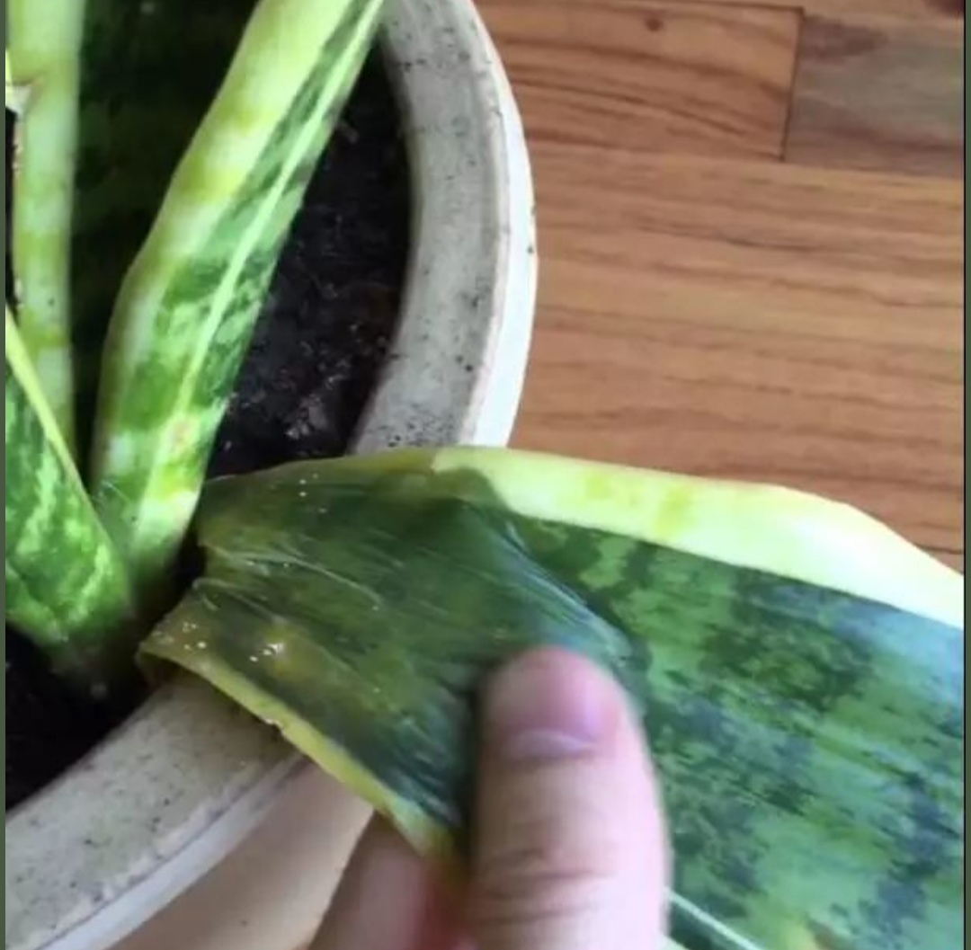 22种花耐旱耐热,天冷种花要注意什么