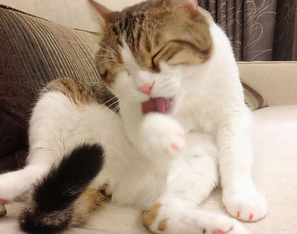 猫咪呕吐突然不亲近人,突然猫咪浑身发抖呕吐粉色物