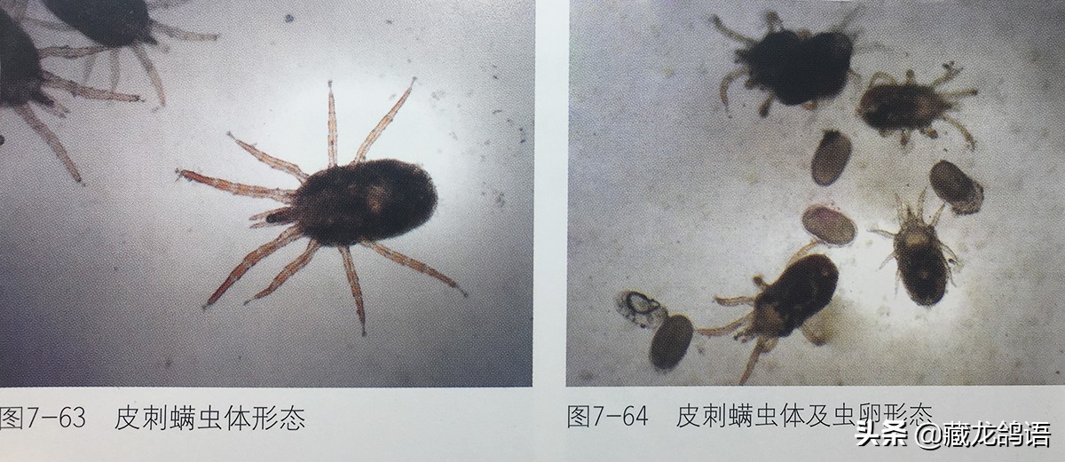 操作绝不输当代—看老一辈面对鸽病时如何止损