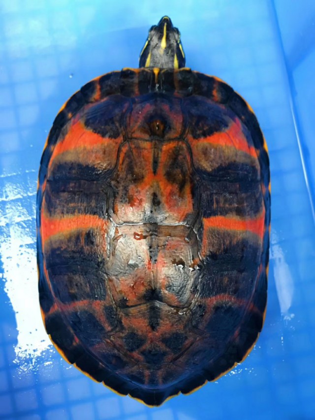 龟得了白眼病容易好吗,龟得了白眼病怎么治