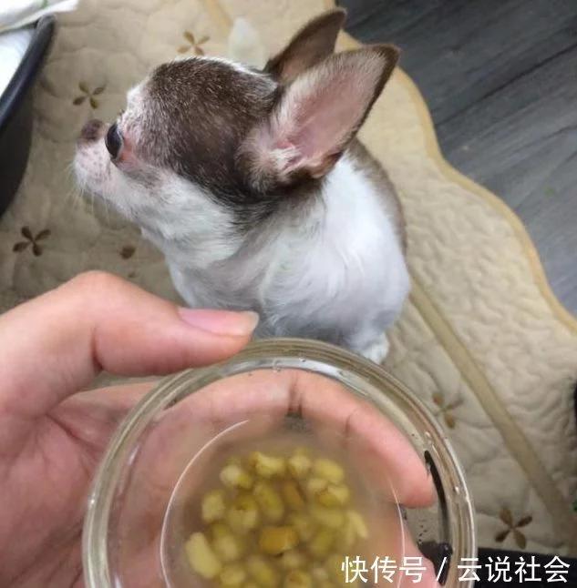 盘点狗狗被领养的瞬间,狗狗被领养后的变化