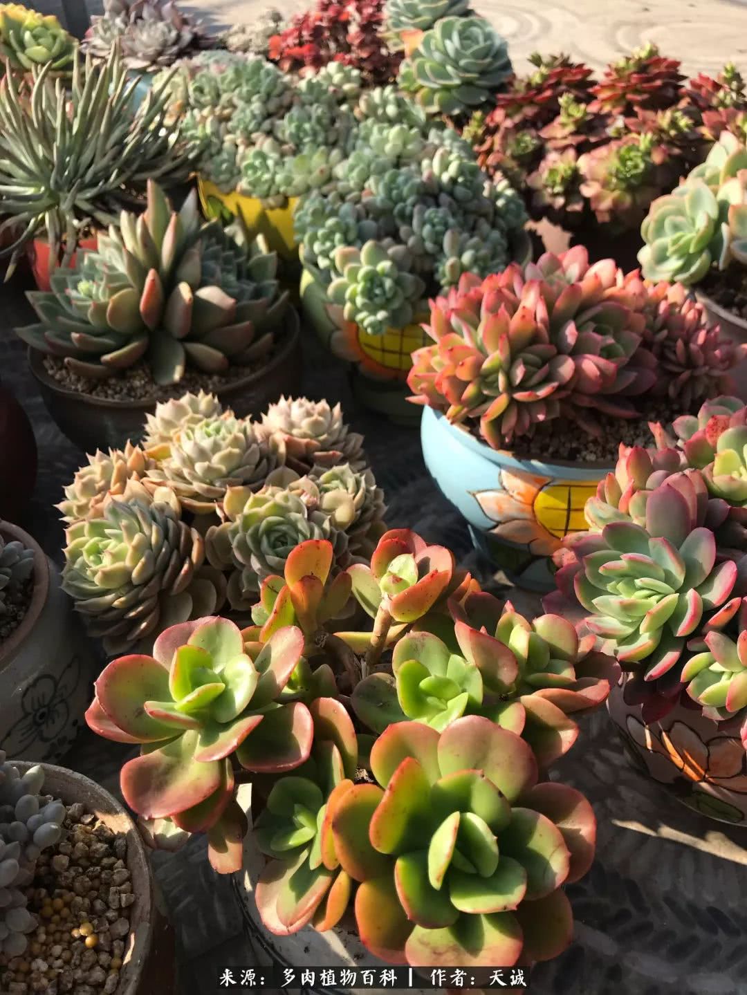 多肉从小养到大的过程,真爱的力量教程