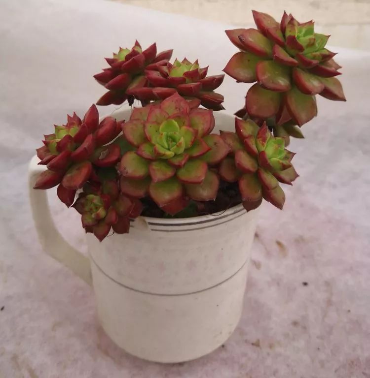 一花一叶一世界多肉,一花一世界多肉之美