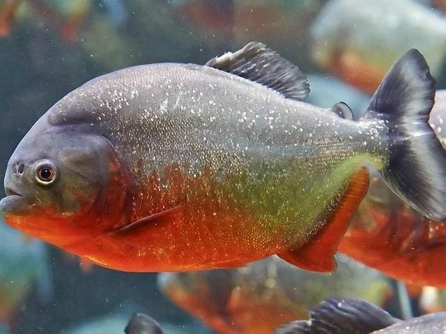 为什么卖的观赏鱼会死鱼,买的观赏鱼到了就死了怎么维权