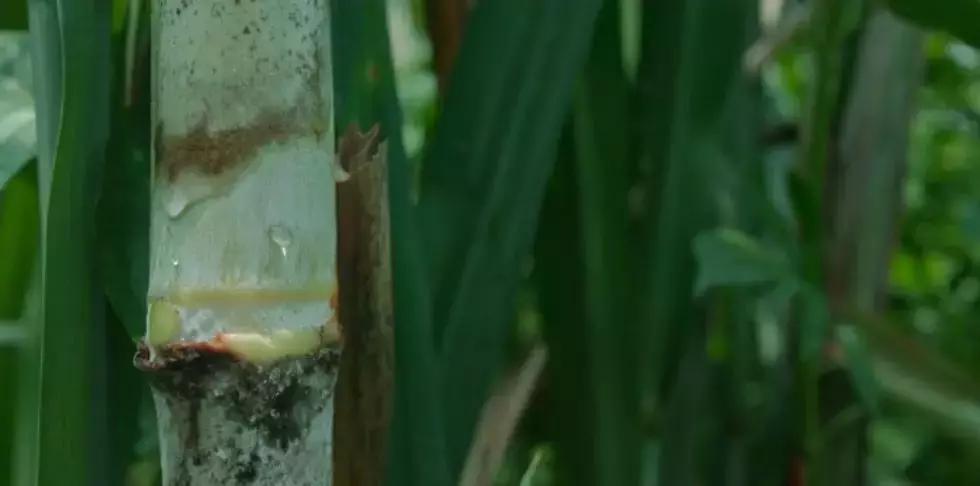 一日慎独则心安日日精进,日日精进人生