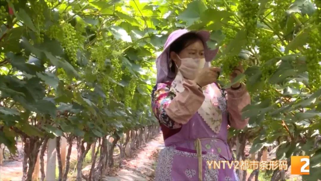 “去了两个月,差不多赚了3万块…”,揣着葡萄修剪技术,她们走南闯北、挣钱致富