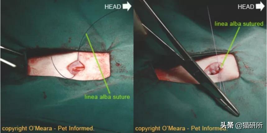 猫咪术后感染是什么表现,猫咪做完手术应激是怎么造成的