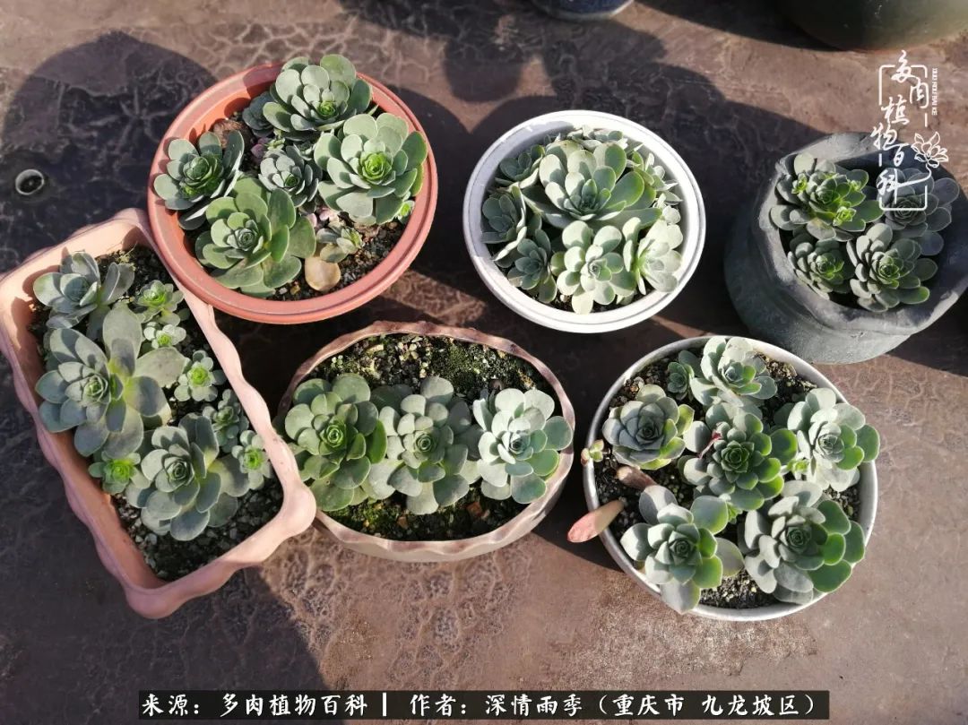 在重庆养多肉养的是一种信仰,重庆养多肉适合用什么土