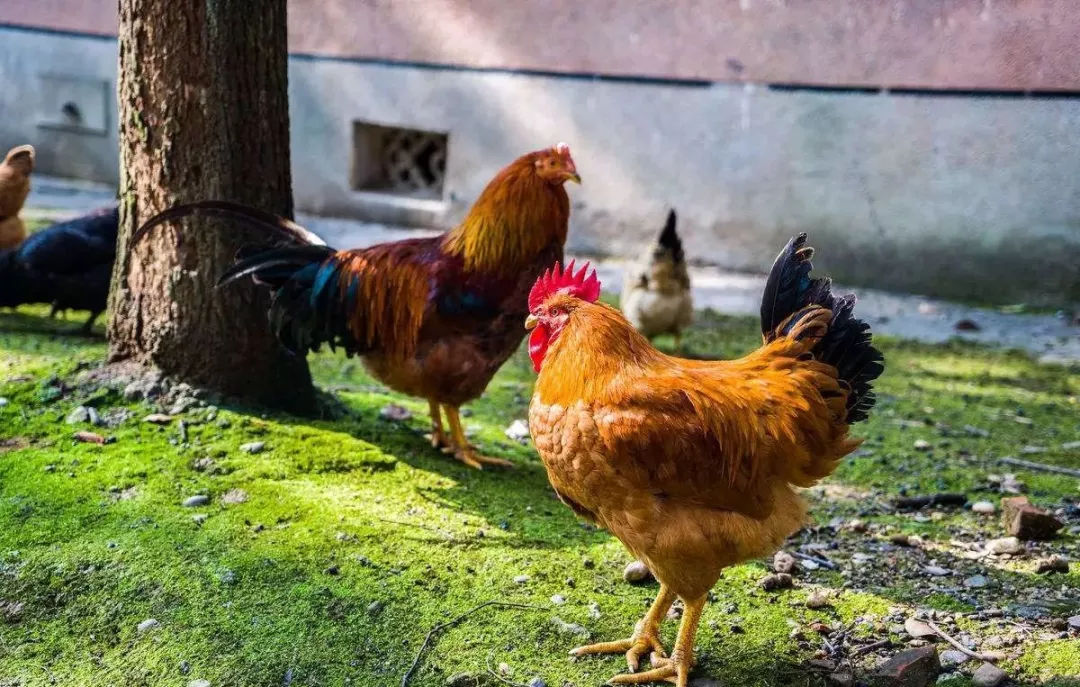 农村养鸡有必要回老家吗,养鸡好还是农村养猪好