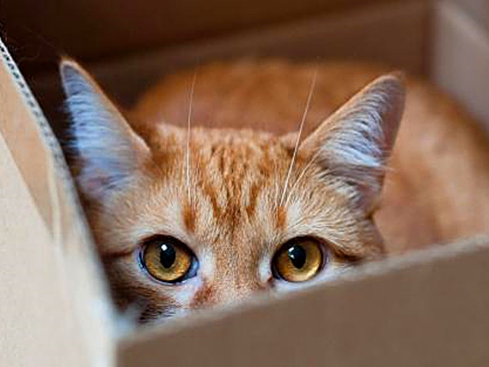 猫咪的爪爪被马蜂蛰了,猫咪袭击铲屎官