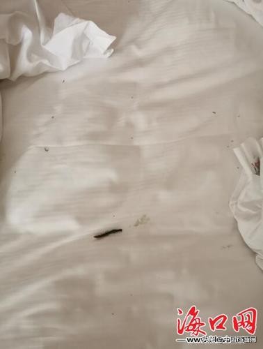 酒店回应客人被蜈蚣咬伤,客人在酒店被马蜂蜇了