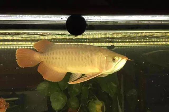 龙鱼一般混养几条好,混养龙鱼的正确方法