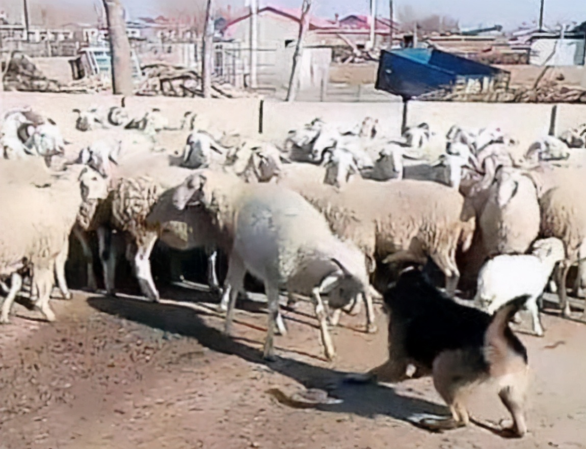 德国牧羊犬犬种介绍,德国牧羊犬是不是危险犬种