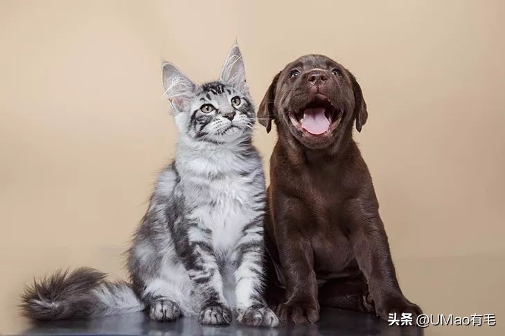 猫感冒会传染其他猫吗,猫感冒了有哪几种表现