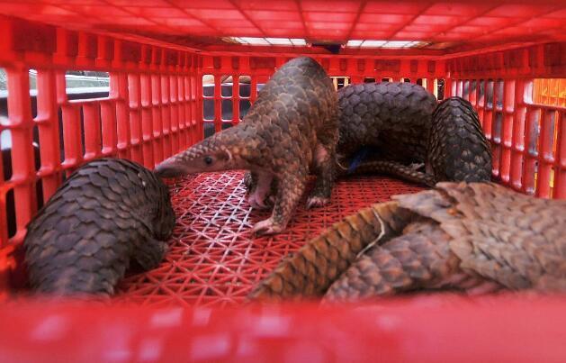 哪三种野生蝙蝠不能吃,十大不能吃的野生蝙蝠