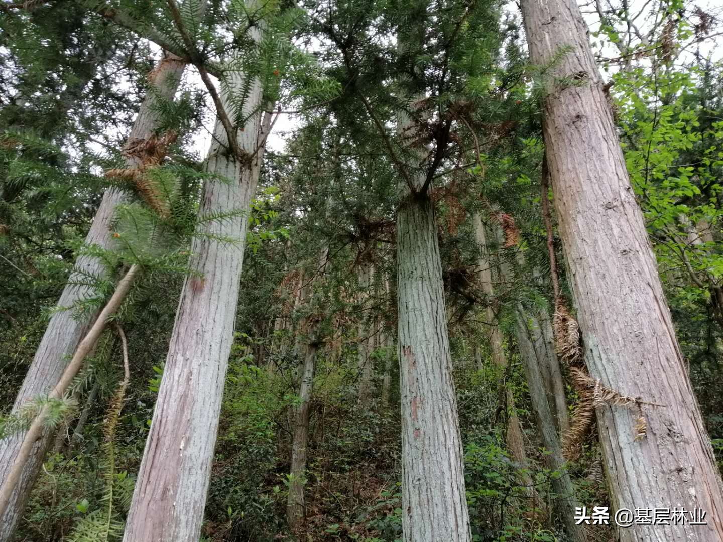 三大优势助力,三大优势让他成香饽饽