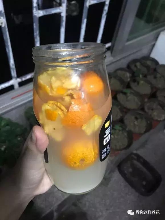 牛奶过期能浇哪些花卉植物,牛奶过期了怎么处理浇绿植