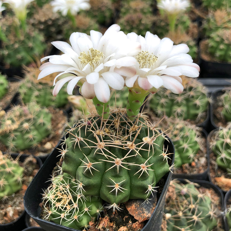 22种花耐旱耐热,天冷种花要注意什么