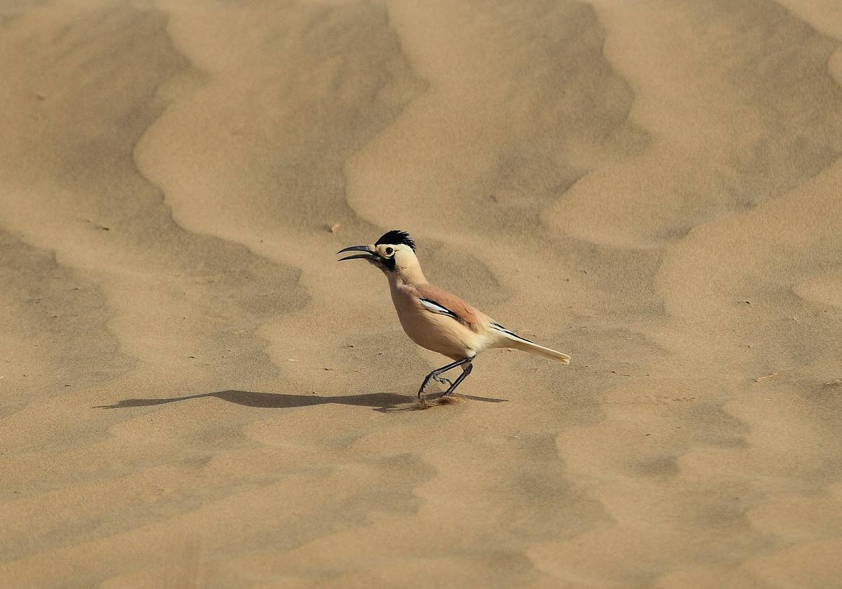 天下乌鸦有白色的吗,南方乌鸦和北方乌鸦的区别