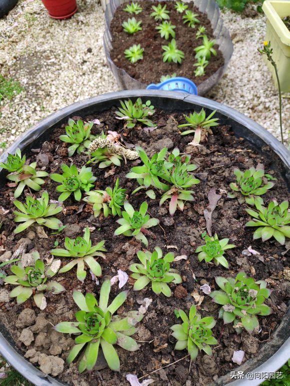 多肉养得不好才会长花剑吗,莲花多肉怎么养才能爆盆