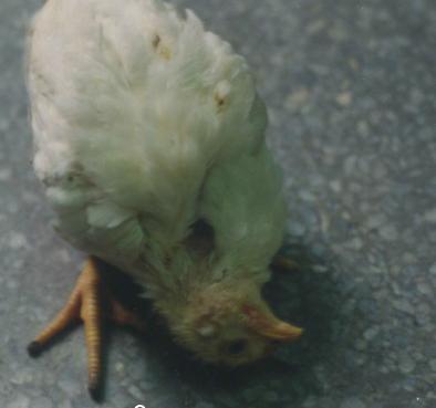 鸡张口呼吸拉白色粪便是什么原因,鸡呼吸困难拉白色稀粪怎么治