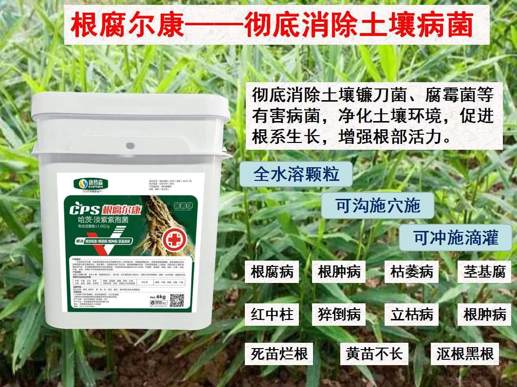 镰刀菌:土传病害的元凶，学会这一招，重茬，死苗不再怕！