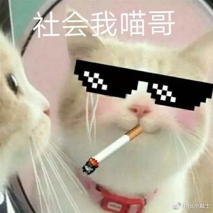 猫咪与自家小猫相处之道,怎么吸引猫咪让猫咪一直在你身边