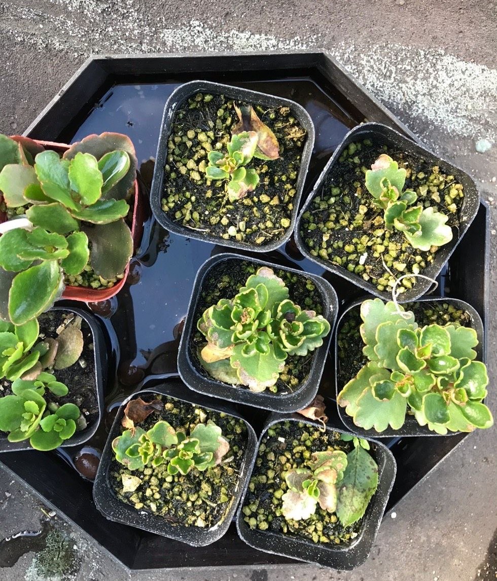 扦插的落地生根多少天可以生根,扦插新手