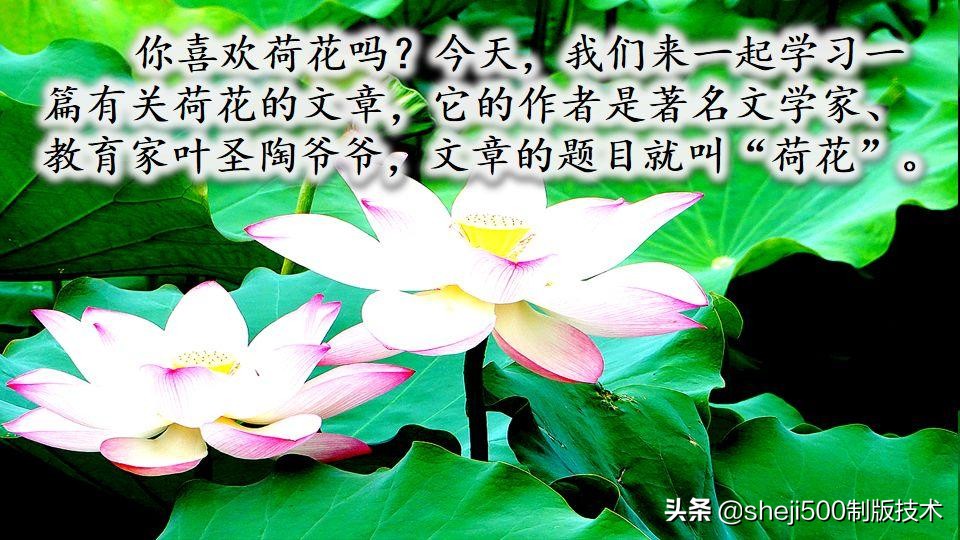 部编版三年级下册语文3荷花讲解,三年级下册部编语文荷花教学视频