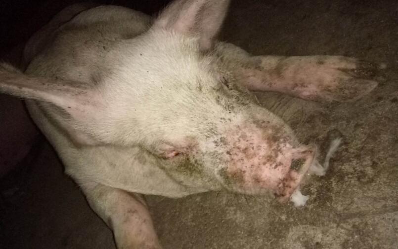 引起猪流鼻涕的病有哪些？有些病还真不简单！