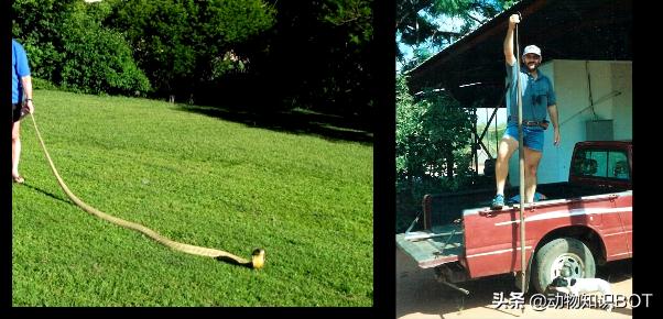 黑曼巴毒蛇的速度,2.5米黑曼巴毒蛇