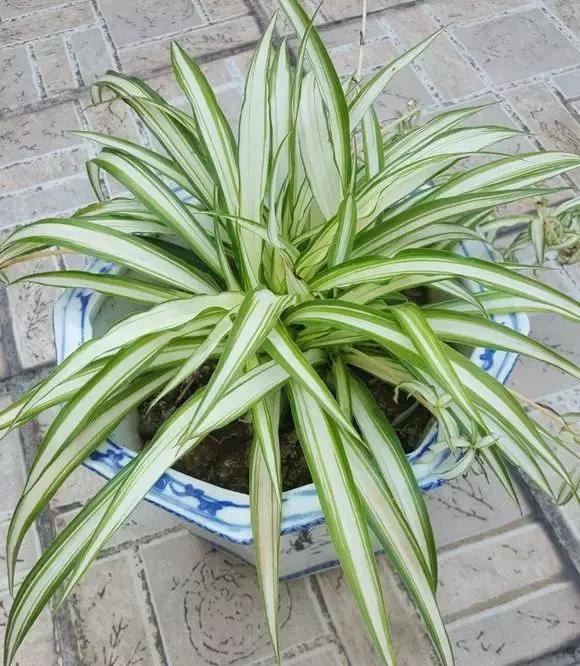 垂吊花卉品种直播,好看的吊兰绿植