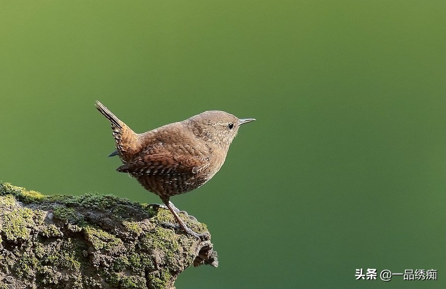 鸟类名字生僻字,带有鸟字的生僻字