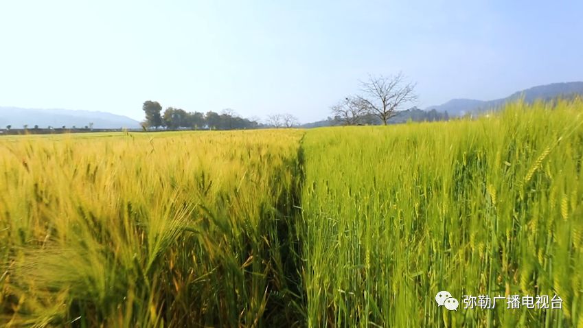 什么是弥勒教,什么是弥勒尊佛