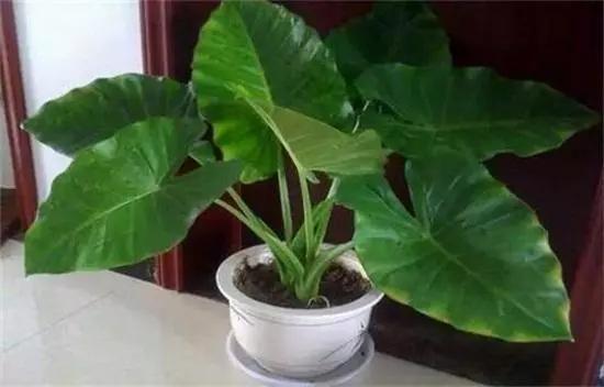 室内的花什么时候搬出去比较好,不宜室内养的5种花