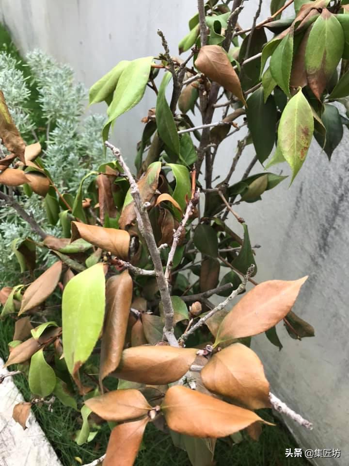 花木叶子枯黄怎么处理,花木叶子萎了怎么补救